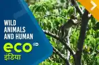 Wild Animals And Humans