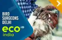 Bird surgeons Delhi