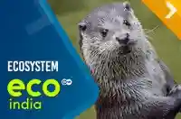 Ecosystem