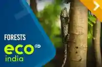 Forests