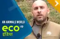 An Animals World