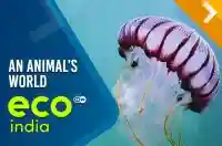 An animal’s world