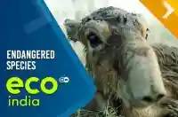 A race is on to save endangered species