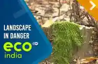 Landscape In Danger
